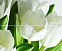 Verde Tulipan Панно (из 2-х пл.) 50x60