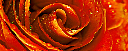 Syntia Rose 1 Декор 20х50