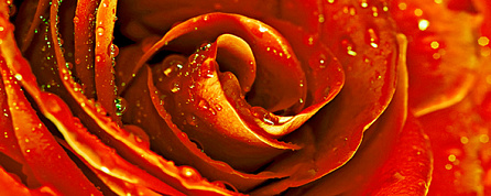 Cerrol Syntia Rose 1 Декор 20х50